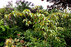 25-Acer davidii Serpentine