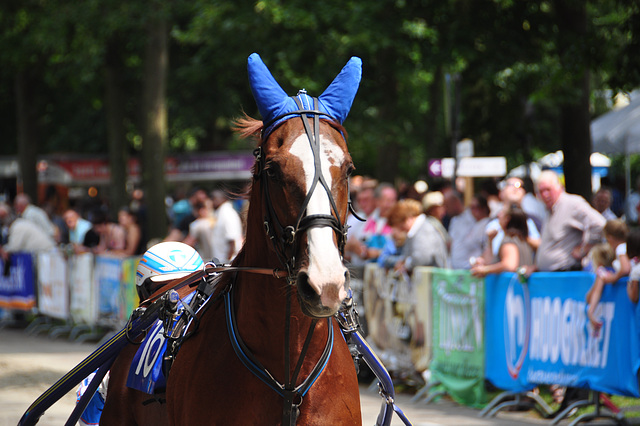 Short-track harness racing – Blue ears