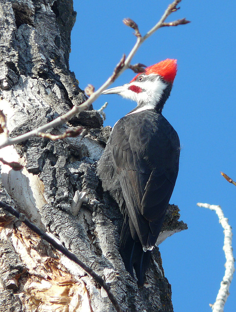 Pileated Woodpecker