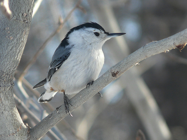 White-breasted Nuthatch