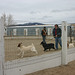 Steve & Jack w/Ian and goats