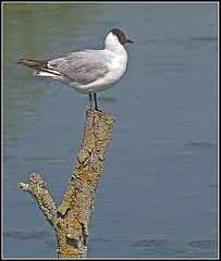 Black headed gull