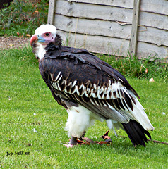 African vulture 2