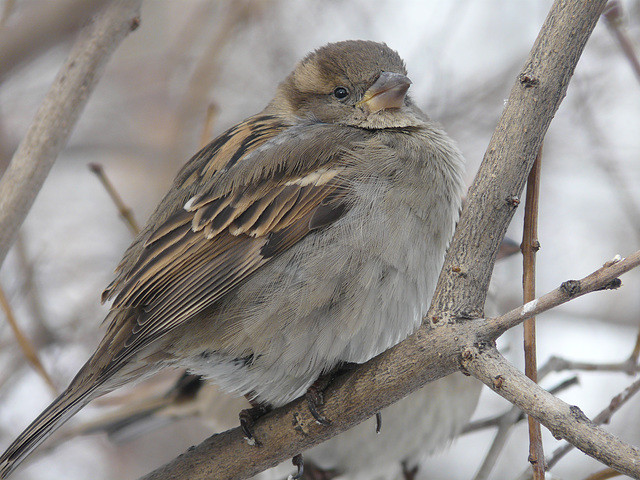 House Sparrow 2