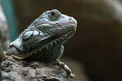 Grüner Leguan (Zoo Landau)