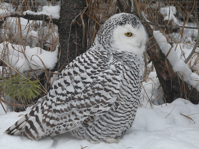 Snowy Owl