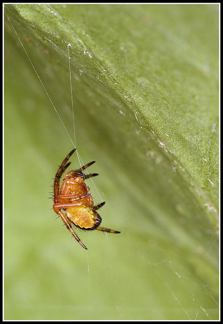 Garden Orb Spider