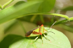 Hawthorne shield bug (Acanthosoma haemorrhoidale) 03