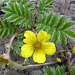 Silverweed