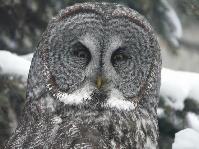 Great Gray Owl