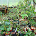Greenhouse plants 3