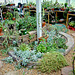 Greenhouse in ground plants 1