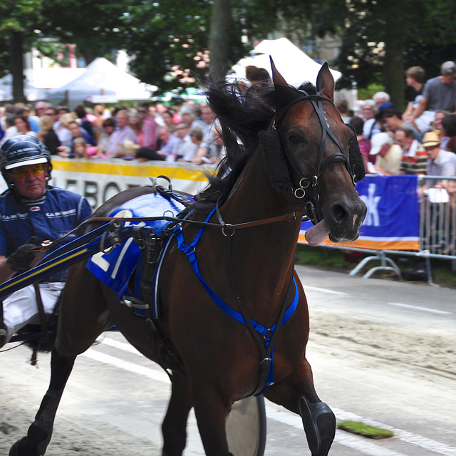 Short-track harness racing – Tongue