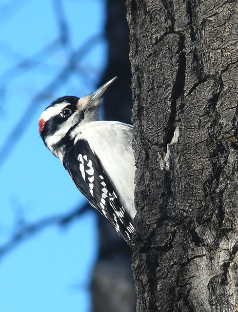 Hairy Woodpecker