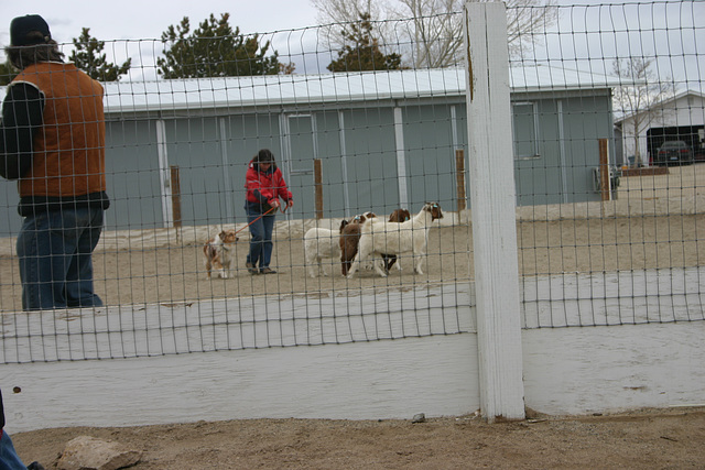 Joyce, Jill & goats, Ian in foreground