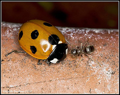 Ladybird meets Ant