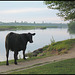 cow on the Thames Path