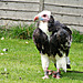 White Headed African Vulture