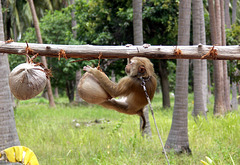 Coconut training
