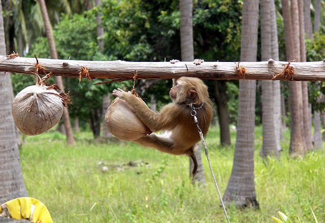Coconut training