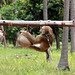 Coconut training