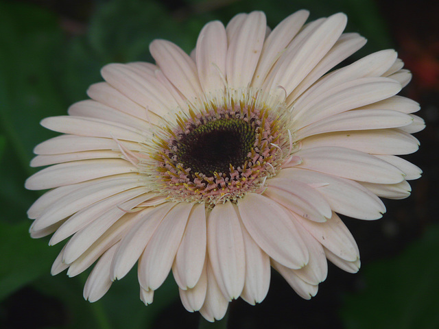 Gerbera