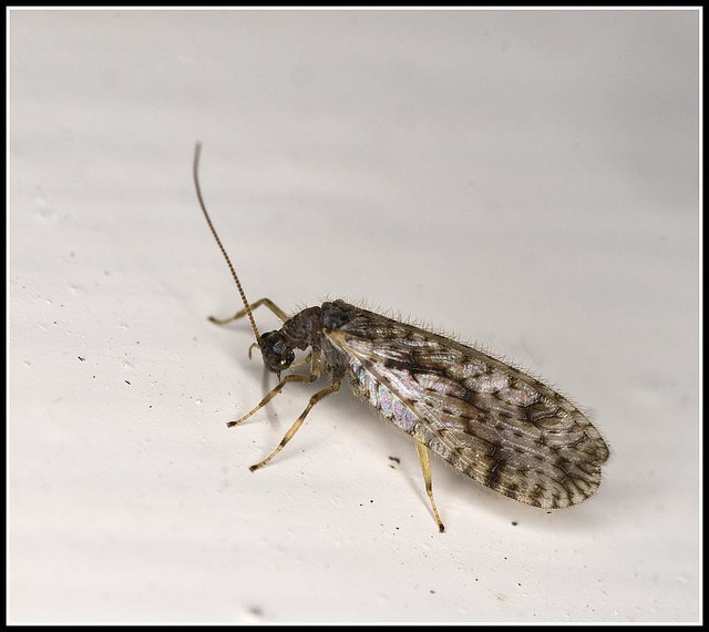 Snakefly