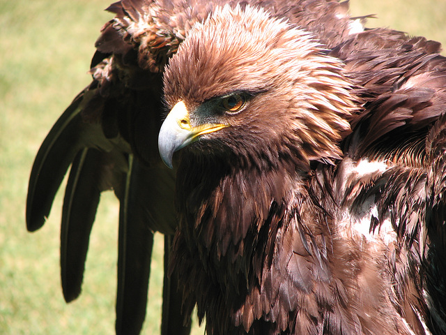 Golden Eagle