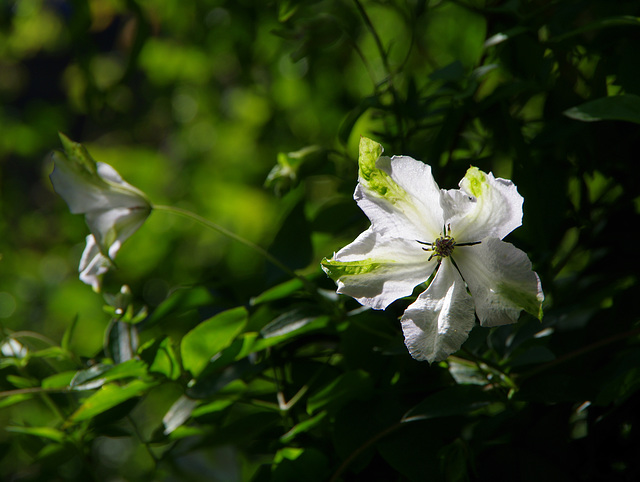 Clematis viticella 'Alba Luxurians'