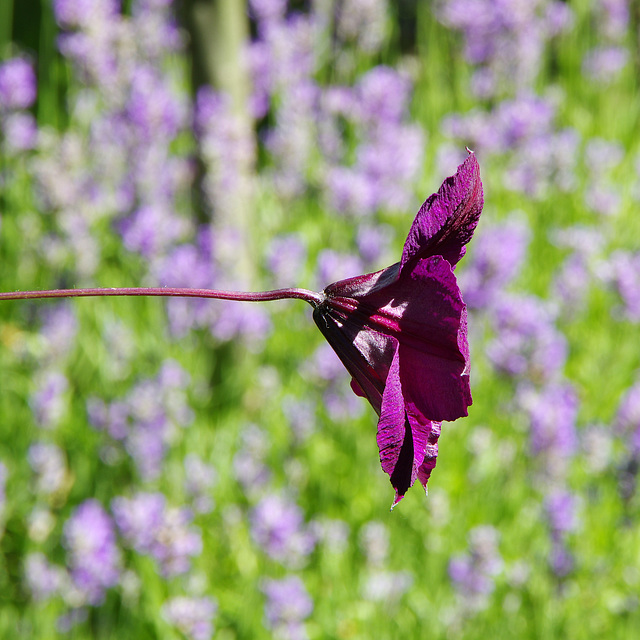 Clematis 'Warszawska Nike'