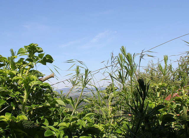 Galium aparine - Gratteron (4)