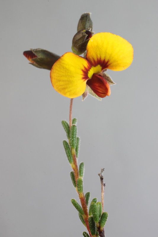 Dillwynia hispida, yellow-flowered sand heath form