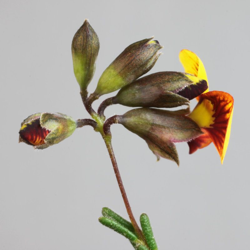 Dillwynia hispida, yellow-flowered sand heath form