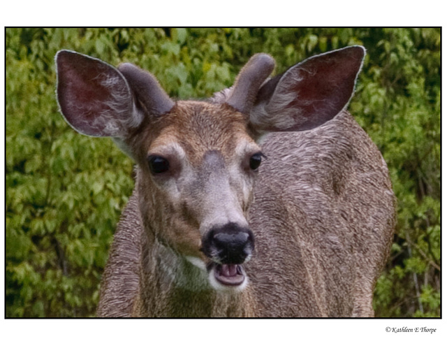 Mule Deer in Whistler