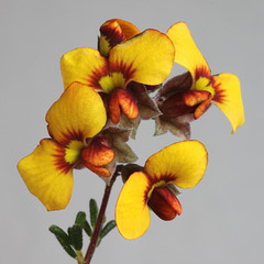 Dillwynia hispida, yellow-flowered sand heath form