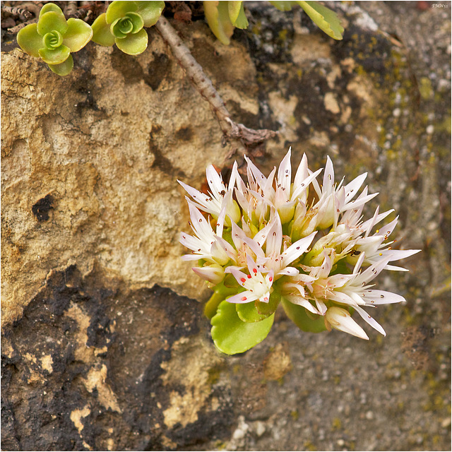 Mauerblümchen - Wallflowers (2)