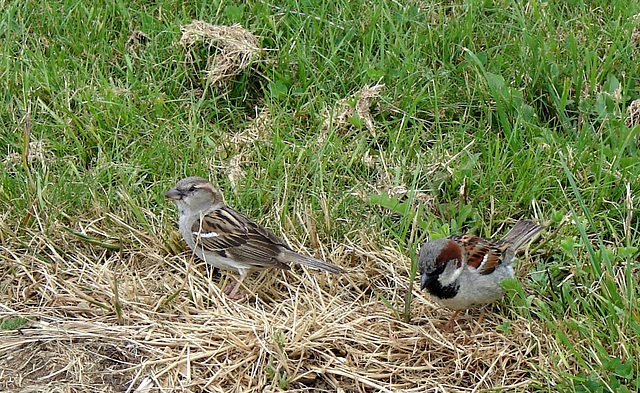 Mum and dad sparrow