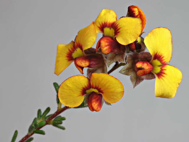 Dillwynia hispida, yellow-flowered sand heath form