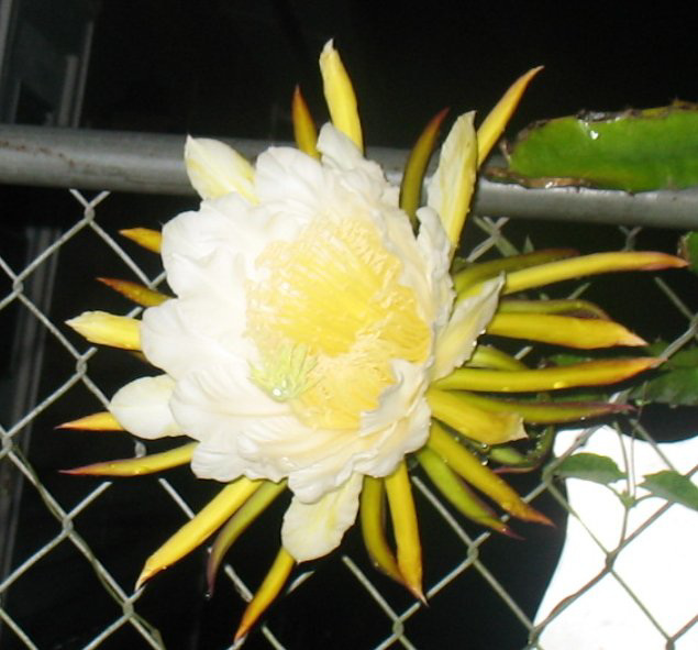 Up close.. 2009 Cereus Season