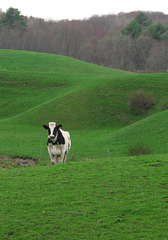 Holstein, spring