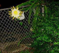 Night Blooming Cereus  '09