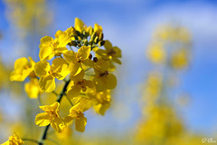 Fleurs de colza