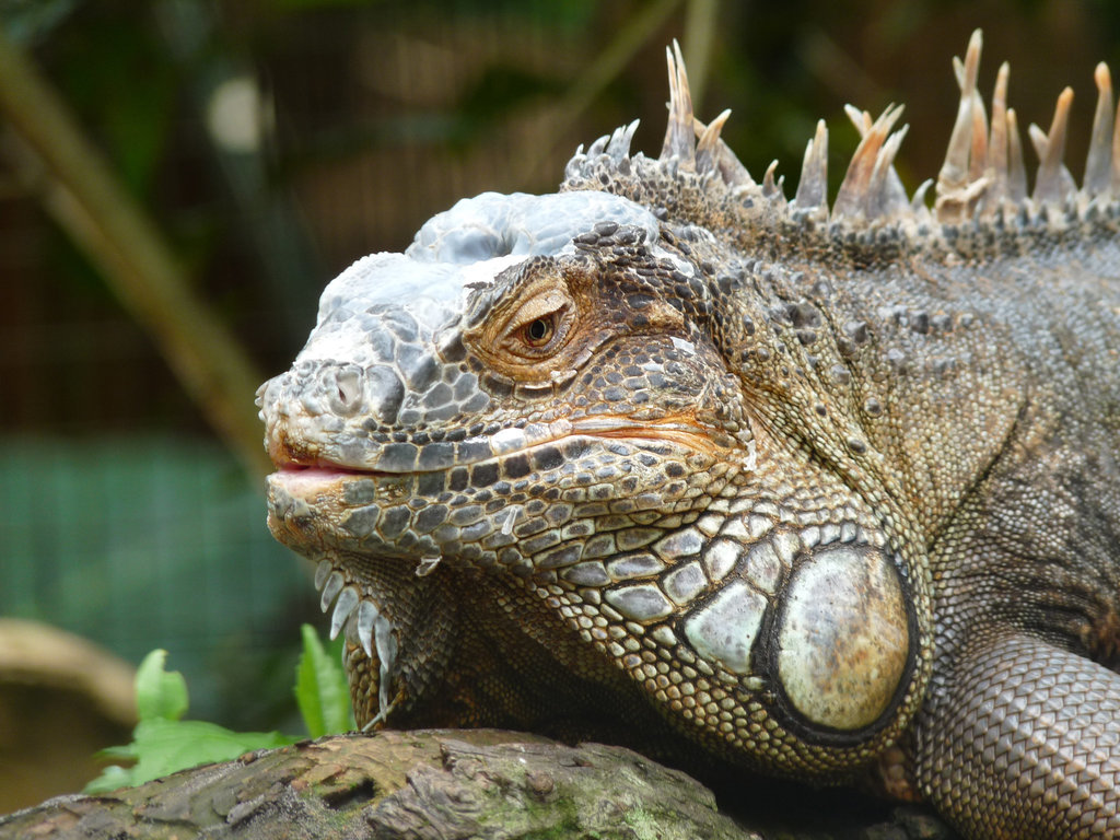 Iguana