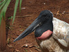 Jabiru Stork