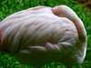 Chilean Flamingo