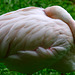 Chilean Flamingo