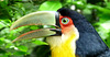 Toucan