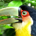 Toucan