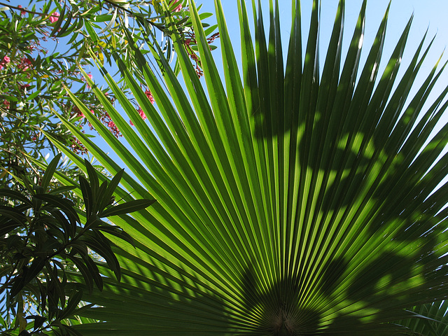 Palm