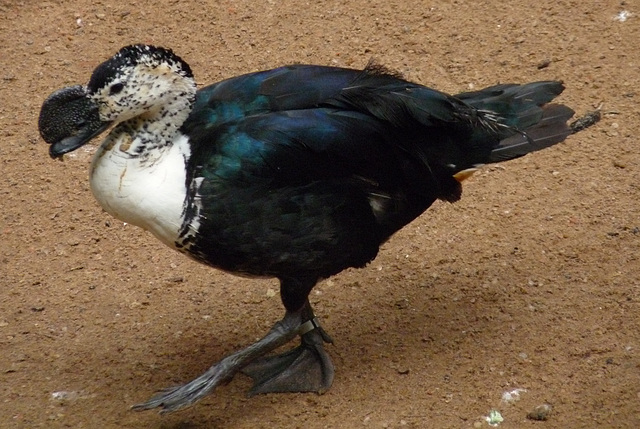 Comb Duck